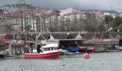 Prof. Dr. İlhan Altınok: ‘Hamsi gazı denilen bir gaz yoktur’