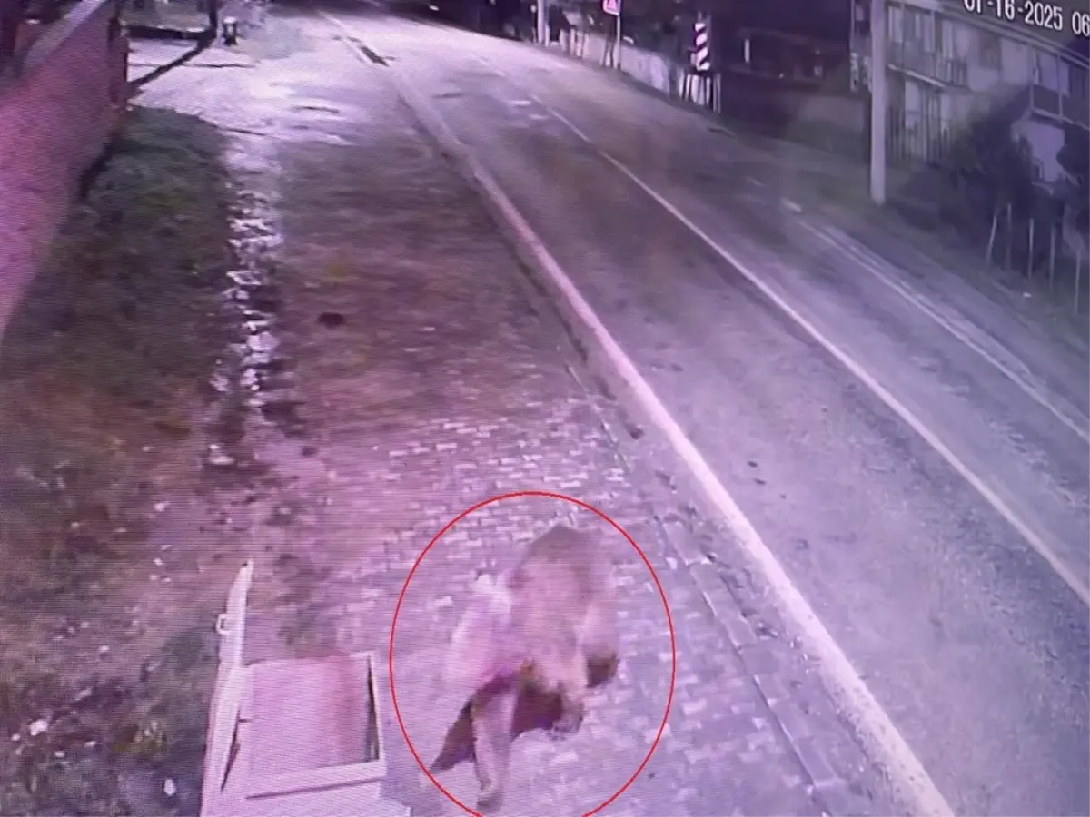Karacabey’de Kaçan Bozayı İçin Arama Çalışmaları Devam Ediyor