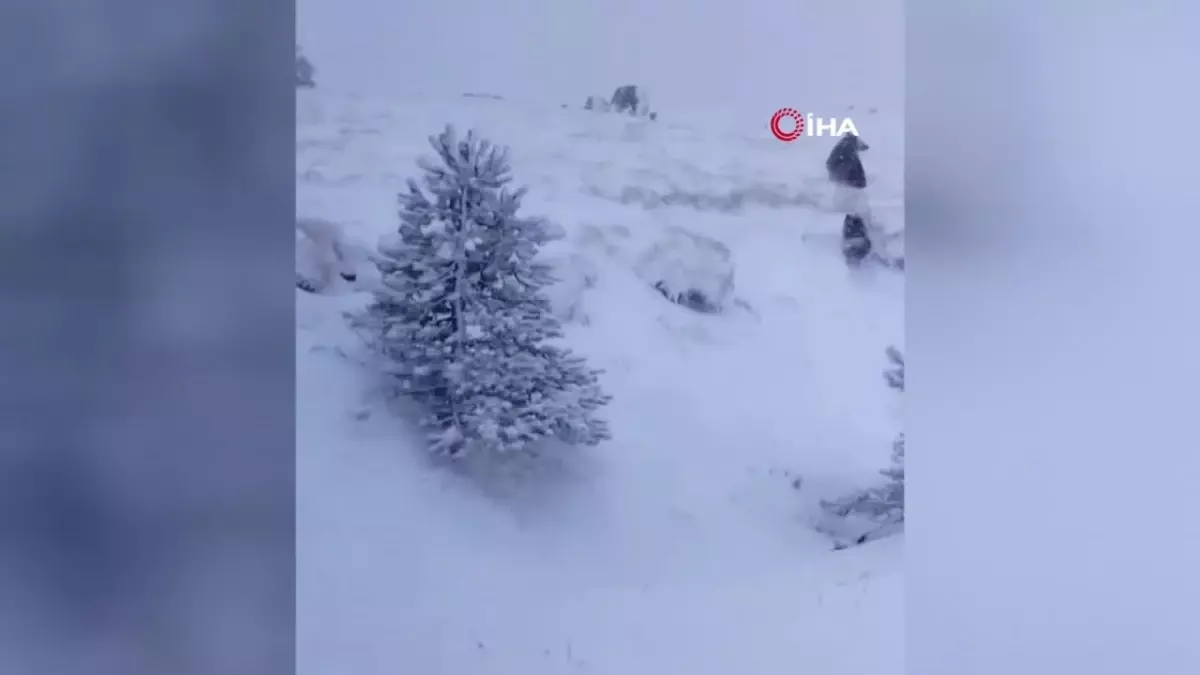 Kazdağları’nda Kış Uykusuz Ayı ve Yavruları